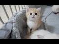 The kittens are so cute as they frantically move their front paws, trying to catch the toy...