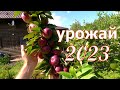 УРОЖАЙ КОЛОННОВИДНЫХ яблок 2023! Итоги сезона по сортам!