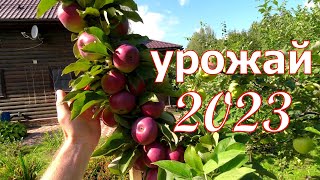 УРОЖАЙ КОЛОННОВИДНЫХ яблок 2023! Итоги сезона по сортам!