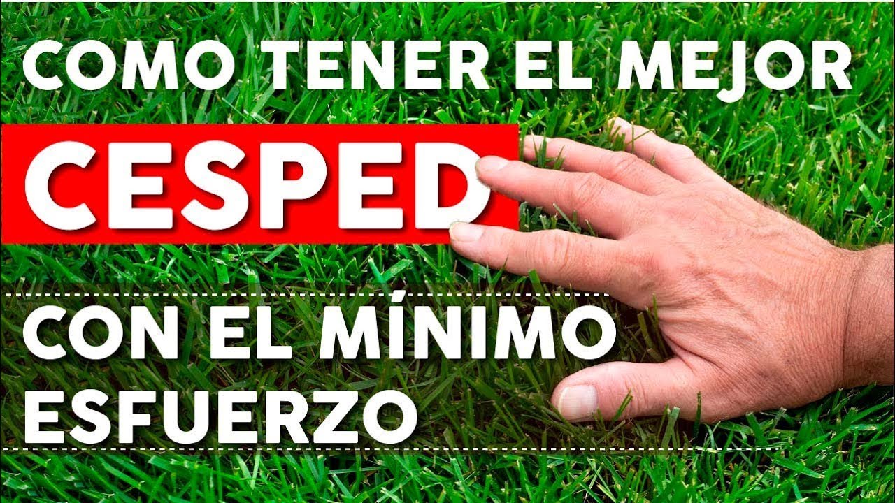6 Consejos para mantener un c�sped saludable AHORRANDO tiempo y dinero