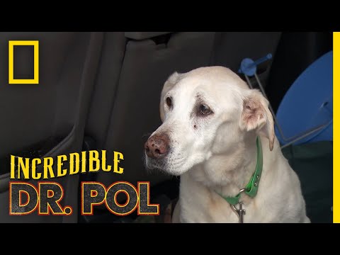 A Runaway Dog Gets a Checkup | The Incredible Dr. Pol