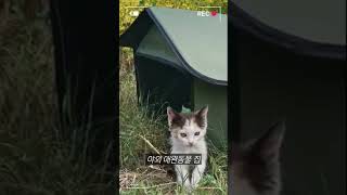 야외 애완동물 집 (구매는 여기로~~) #알리 #알리익스프레스 #가성비 #cat #고양이 #dog #강아지 #댕댕이
