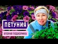 ПЕТУНИЯ Вторая подкормка рассады