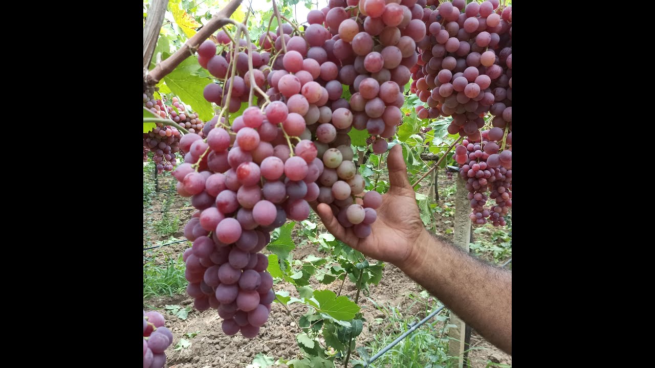دردشة حول إنتاج عنب راد قلوب