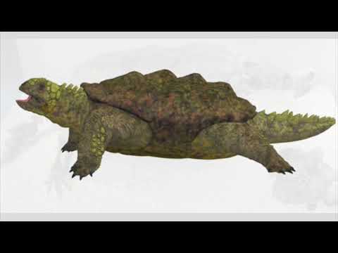 Turtle Evolutionary History