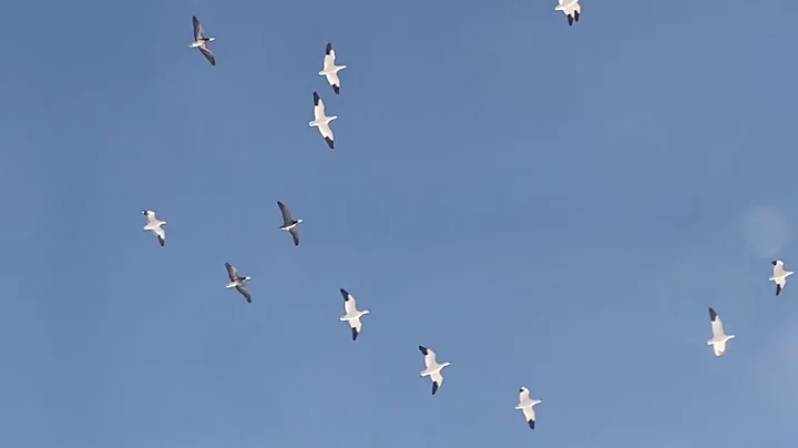 Snow Geese & Swans