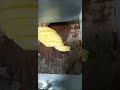 #asmr #cuttingskills #delicious #healthy #mango  #yummy #fruit #fruits #satisfying #relaxing #shorts