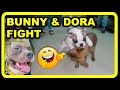 Bunny is Always Funny | French Bulldog dog fight | Harpreet SDC