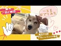 柴犬がただかわいいだけの動画　1分間柴犬をなでてみた