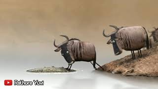 Wildebeest and Crocodile | Funny Video | Hindi Dubbing