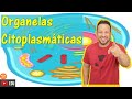 Organelas Citoplasmáticas - Funções - Tudo que você precisa saber! - Citoplasma - Citologia