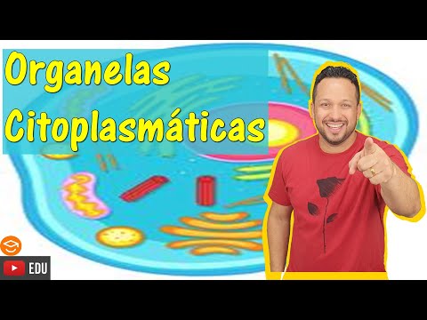 Vídeo: Qual organela sintetiza proteínas que são usadas no questionário de citoplasma?