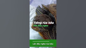 Lần đầu nghe tiếng rùa kêu #onhachoimotminh #xomrua #ruacanh #suthatthuvi #ruabenhphoi