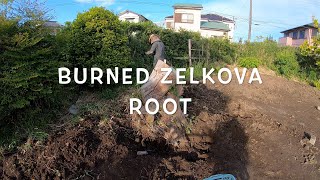 burned zelkova root