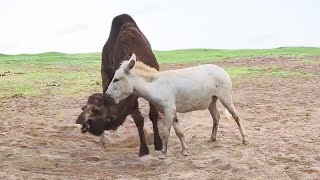 18 Times Animals Messed With the Wrong Opponent by WILD VERSUS 830,398 views 2 years ago 9 minutes, 3 seconds