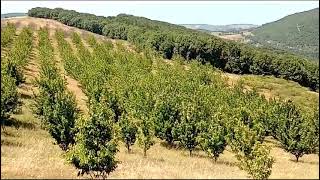 Kocaeli Karamürsel Fulacık 105 Dönüm Satılık Kiraz Erik Bahçesi Detay Arayın 05327167521 30 Milyon