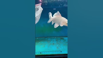 Cá chép phi tần cửu cáp size nhỏ 12cm - Beautiful Taiwan butterfly carp #cachepsutu #chepphitan