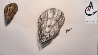 How to draw a Snail Shell - Pencil Art