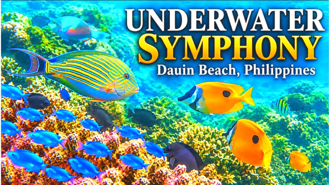 ⁣Underwater Symphony | Dauin Beach, Philippines 🐠