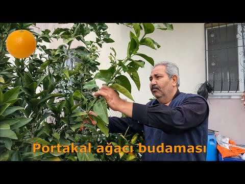 Video: Portağal ağacı