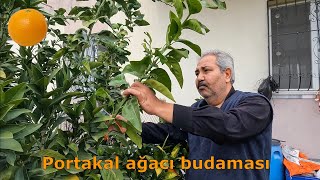 Ağaç Nasıl Budanır Portakal Ağacı Budaması Uzmanından