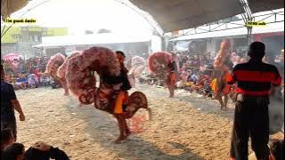 jaranan pegon putro elang buono || live lap growok dander ||PRIMA audio