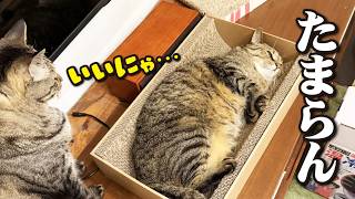 猛暑日に復活！新しいエアコンと現金な猫たち