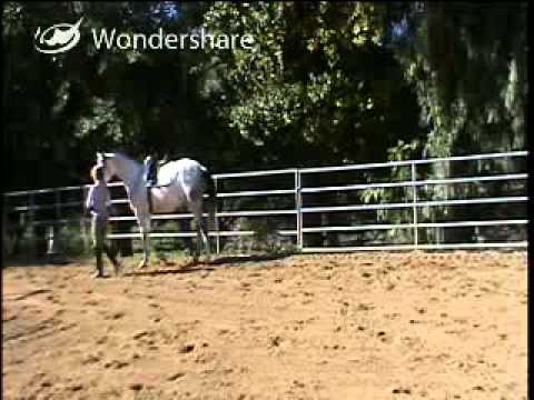 Susan Derr Drake's D'Light Hanoverian Dressage:Hun...