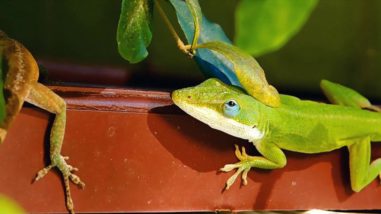 Six facts about the Mississippi green Anole lizard | Mississippi