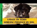 Someone Poisoned My Dog...Update On Teddy