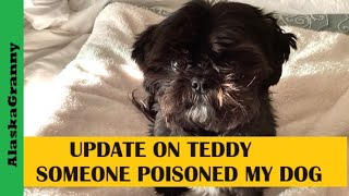 Someone Poisoned My Dog...Update On Teddy