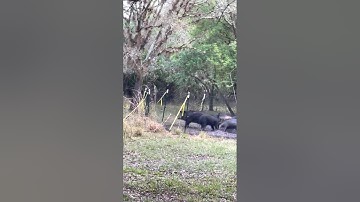 Catch Club - Ray S. - Video 1 | Pig Brig Trap Systems