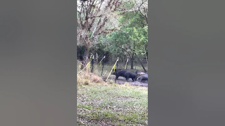 Catch Club - Ray S. - Video 1 | Pig Brig Trap Systems