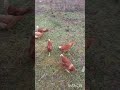 СУМАСШЕДШИЕ КУРЫ. CRAZY CHICKENS