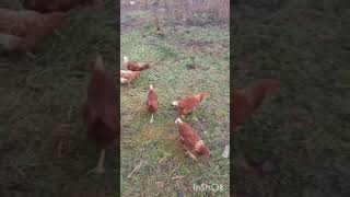 СУМАСШЕДШИЕ КУРЫ. CRAZY CHICKENS