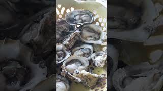 Asmr Mukbang Yummy Fresh Oyster (Talaba) Best Fresh Food 2025 Resimi