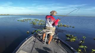 Catching Bass In Lily Pads (Lily Pad Lounge Lizard)