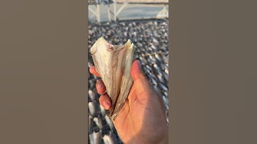 KHÔ CÁ LÓC ĐỒNG LÊN GIÀN PHƠI KHÁCH ƠI