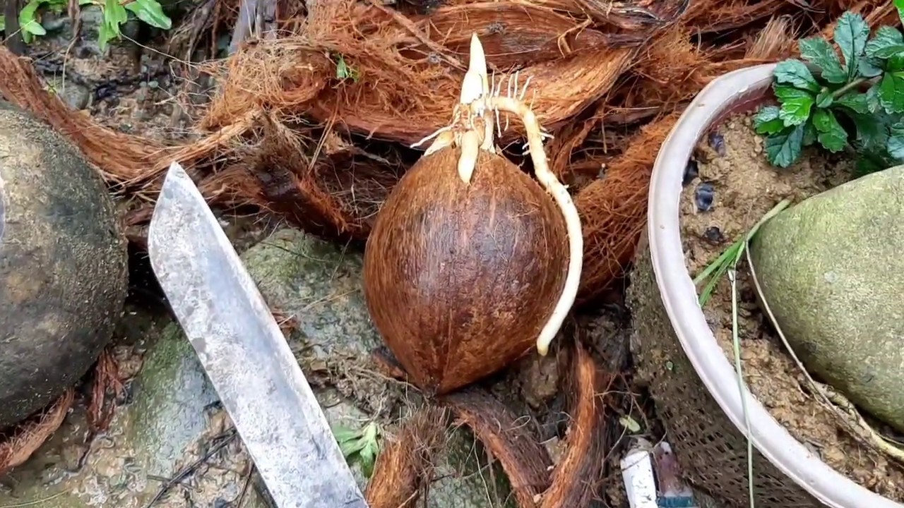  Bonsai  kelapa  YouTube