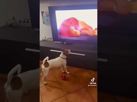 Perrito llora por El Rey León película, defiende a Simba créditos a le avventure di paco [tik tok]