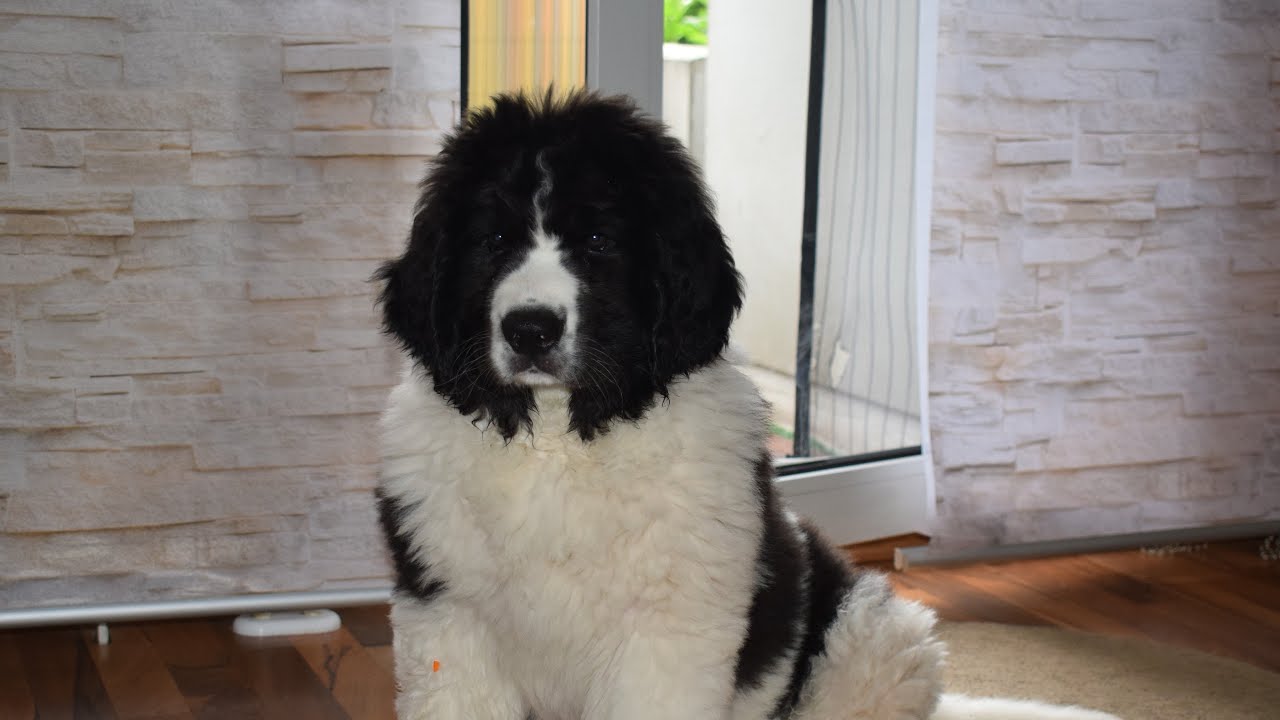AARON THE LANDSEER | FIRST VIDEO
