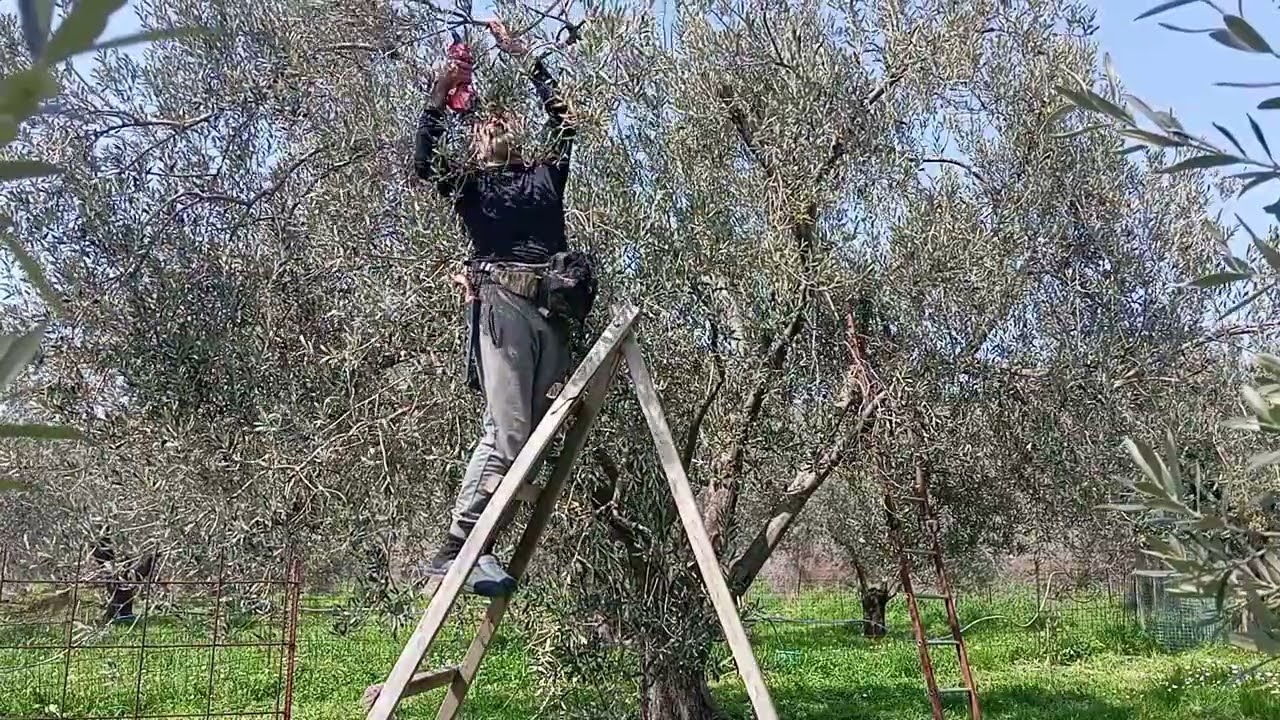 Nerede kalmıştık ? BUDAMA ! (2026 Bergama)