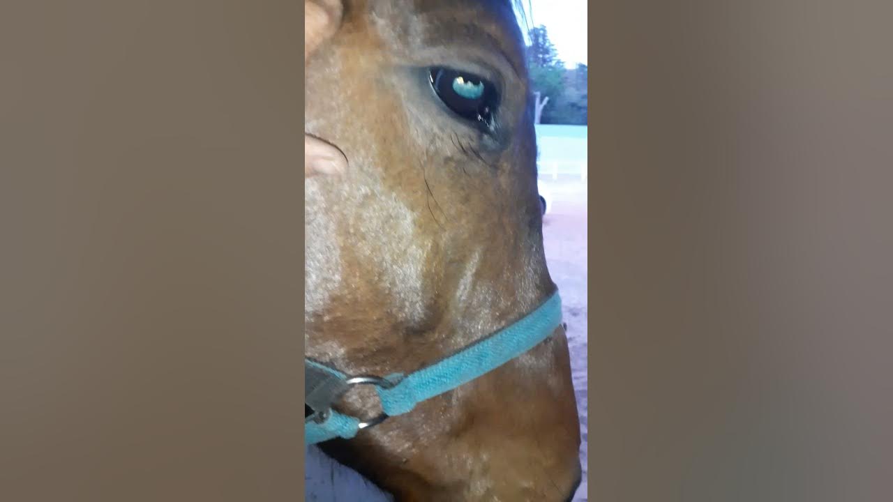 Horses Merlin TMJ Release. Temporomandibular Joint. YouTube