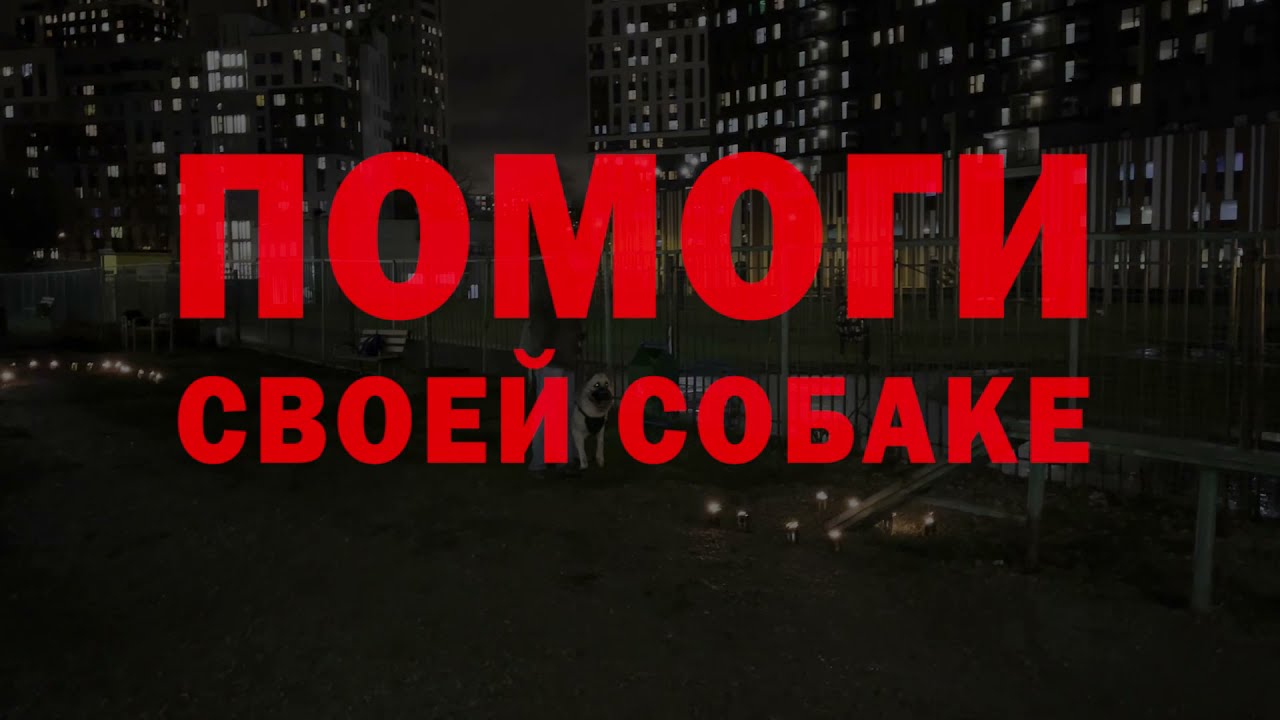помоги своей собаке - YouTube