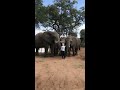 Jabulani Elephants stop what they are doing to greet Adine.