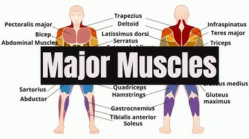 Major Muscles of the Human Body