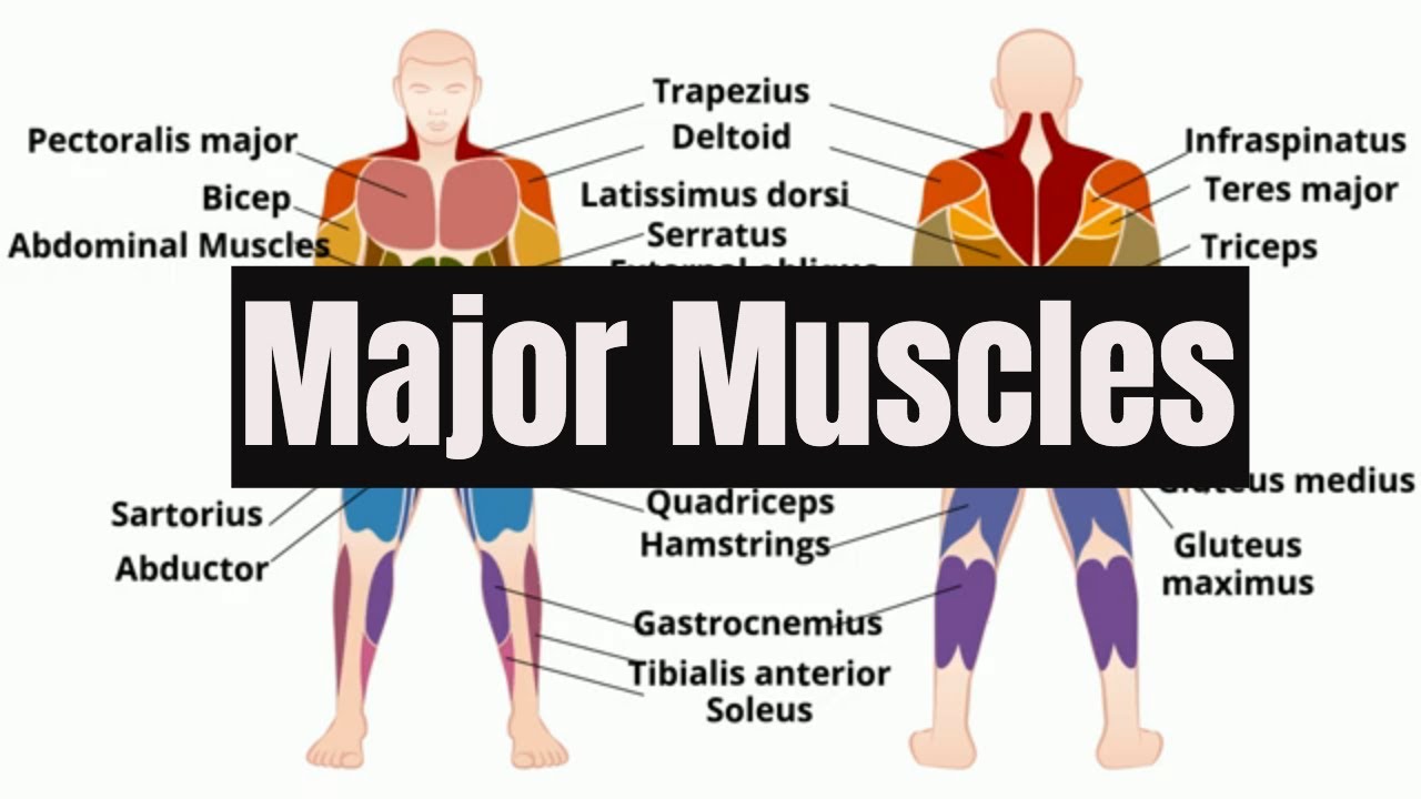 Major Muscles Of The Human Body