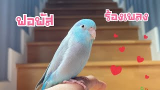 นกแก้วฟอพัส ร้องเพลง Forpus bird parrot parrotlet forpusthailand