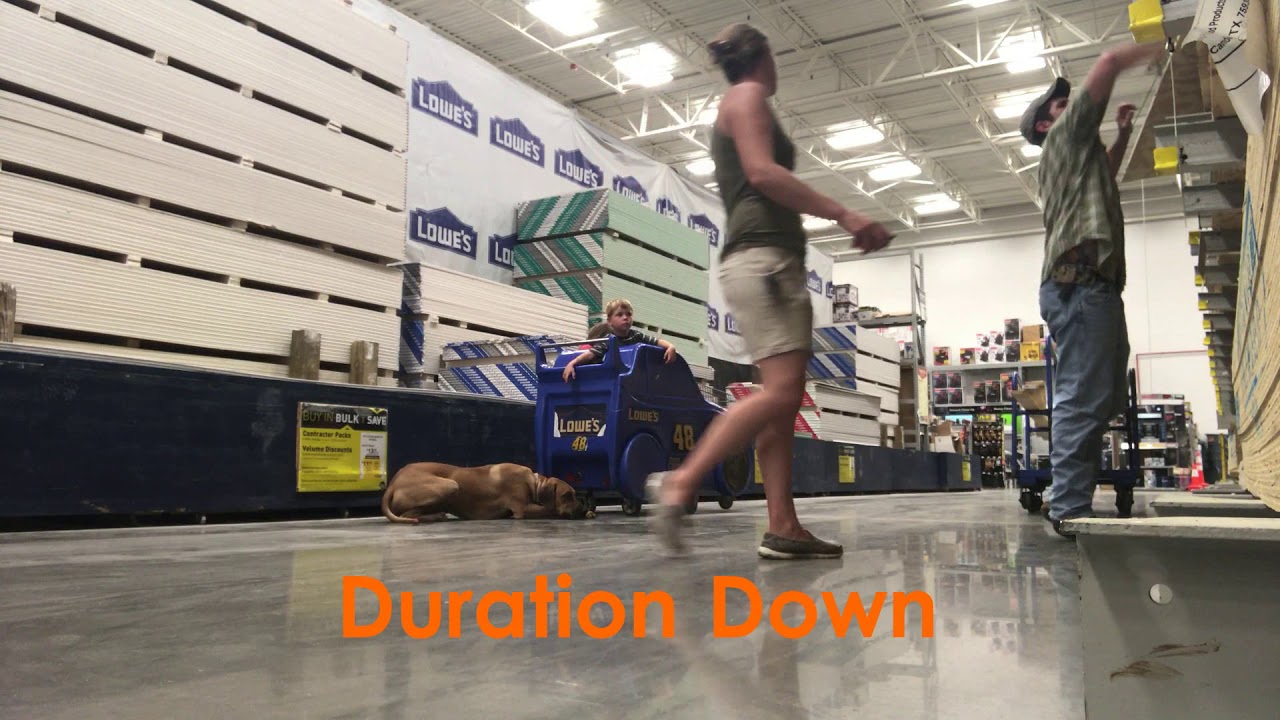 Rhodesian Ridgeback Aries! Ridgeback Off Leash K9 Trainer Tennessee