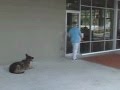 CAN YOU BELIEVE WHAT THIS DOG DOES when owner goes into Coffee Shop?????